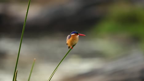 Colorful-Malachite-Kingfisher-perched-on-reed,-blurry-background