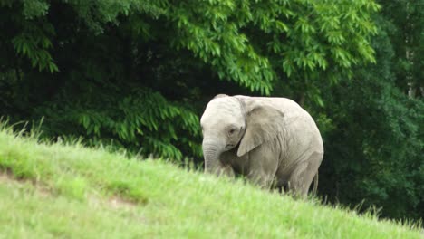 Baby-elephant-calls-after-its-mother-as-it-climbs-a-grassy-hill