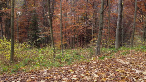 Herbstwaldbäume-Gelbes-Und-Rotes-Laub,-Waldluftbild-In-Der-Herbstsaison