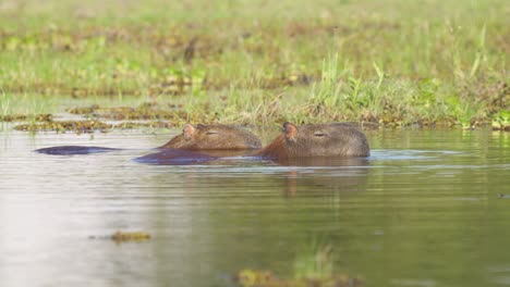 Two-side-by-side-capybaras,-falling-asleep-in-swampy-wetland,-one-dipping-its-head-into-the-water-and-rolling-around-to-keep-cool,-while-other-one-keep-its-eyes-closed,-wildlife-landscape-shot