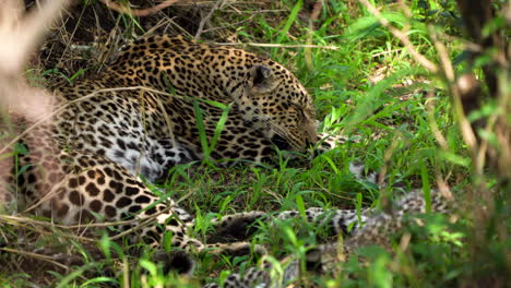 Two-African-leopards-napping-in-the-shade,-close-up-handheld,-Kenya
