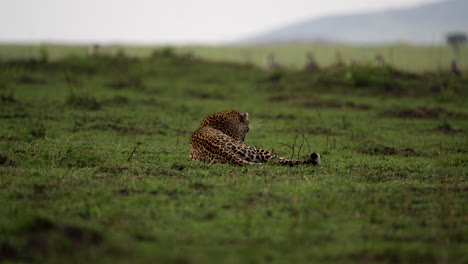 Leopard-lies-on-grass,-hyena-walks-past,-vast-green-African-plains