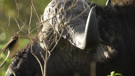 Nahaufnahme-Des-Kaffernbüffels-Mit-Massiven-Hörnern