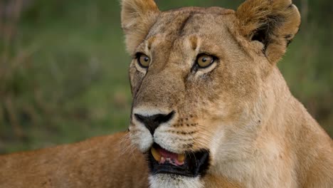 Alert-and-fierce-looking-lioness-being-vigilant,-close-up