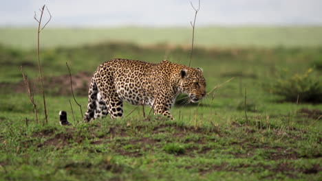 Beautiful-leopard-casually-strolling-over-green-African-plain