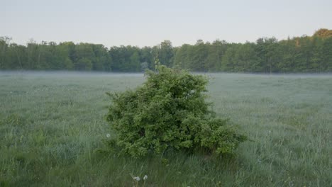 Un-Arbusto-A-Principios-De-La-Mañana-De-Verano-En-Un-Campo-En-Dinamarca