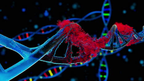 Close-up-of-disintegrating-DNA-Strand-Animation-on-blue-dark-Background,-DNA-spinning-while-the-cell-is-disintegrating,-virus-infection-spread