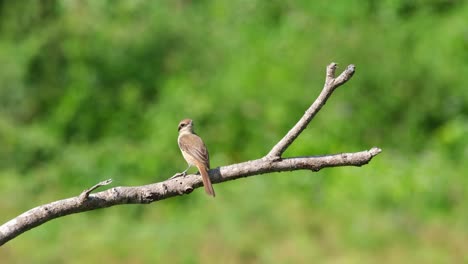 Brown-Shrike,-Lanius-cristatus-seen-from-its-back-while-perched-on-a-bare-branch-while-looking-at-its-back-side,-Phrachuap-Khiri-Khan,-Thailand