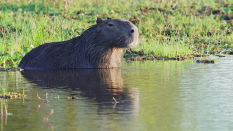 Noch-Erwachsener-Capybara-Im-Seichten-Wasser,-Das-Einen-Ruf-Macht