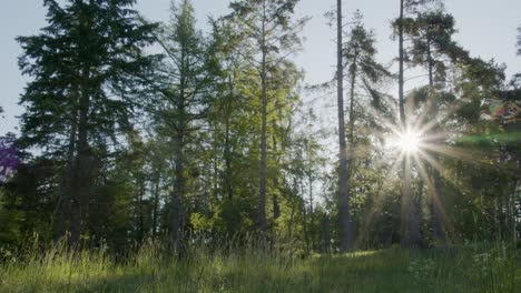 Eaerly-morning-summer-sun-through-the-trees-in-a-forest-in-Denmark