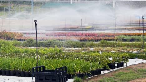 Wide-shot-of-a-sprayer-watering-plants-at-a-nursery