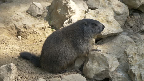 Portrait-shot-of-cute-Groundhog-resting-on-rock-in-nature-and-watching-wilderness,close-up