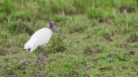 Native-north-america-wood-stork,-mycteria-americana-with-ugly-appearance,-stationary-standing-with-its-long-legs-at-ibera-wetlands-on-a-windy-day,-pantanal,-brazil,-wildlife-close-up-shot