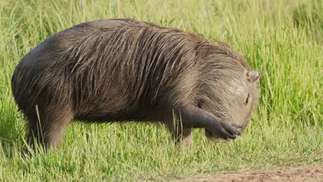 Wildes-Capybara,-Hydrochoerus-Hydrochaeris-Mit-Tonnenförmigem-Körper,-Der-Auf-Dem-Boden-Sucht-Und-Auf-Grünem-Gras-Unter-Schönem-Sonnenlicht-In-Ibera-feuchtgebieten,-Naturregion-Pantanal,-Weidet