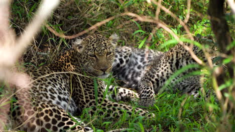Leopard-couple-lying-in-shade-escaping-African-heat,-handheld-close-up