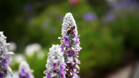 Nahaufnahme-Einer-Ruhigen-Biene-Auf-Violetter-Blume,-Die-Auf-Dem-Blühenden-Blatt-Im-Garten-Mit-Unscharfem-Grünem-Hintergrund-Sitzt