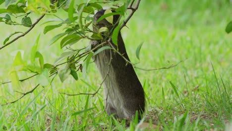 Adorable-brazilian-guinea-pig,-cavia-aperea-stand-with-its-back-foot-with-front-claws-holding-and-pulling-down-a-small-branch-of-tree,-munching-on-delicious-fresh-green-leaves-and-stems