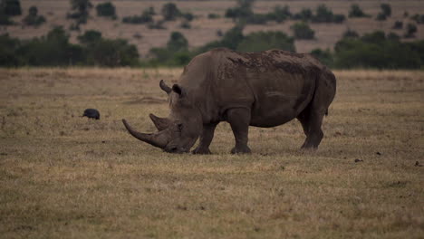 Rinoceronte-De-Labios-Cuadrados-Casi-Amenazado-Con-Cuerno-Grande-Pastando