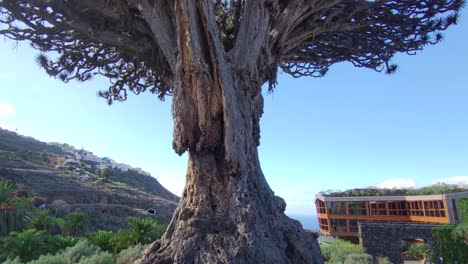 Der-Tausendjährige-Drache,-Der-Drachenbaum-Der-Insel-Teneriffa,-Spanien