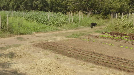Black-dog-walking-through-a-farmland-area-alone,-guard-dog-guarding-the-plantation