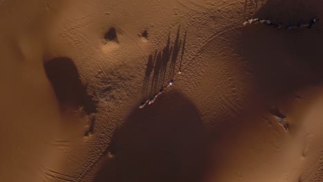 AERIAL:-Camels-in-the-Sahara-Desert