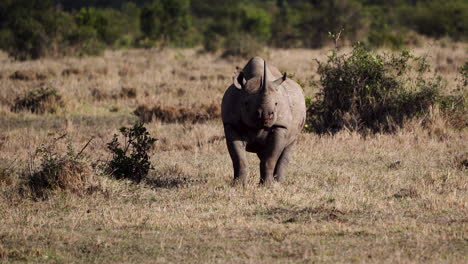 Black-rhino-in-African-bush-smells-for-competitors,-urinates-to-mark-territory