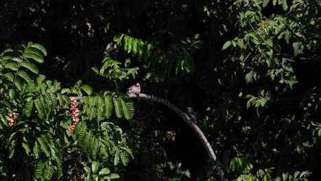 Paloma-Manchada,-Spilopelia-Chinensis-Vista-Posada-En-Un-árbol-Fructífero-Durante-Las-Horas-De-La-Mañana-En-El-Parque-Nacional-Khao-Yai-Mientras-Se-Acicalaba,-Tailandia