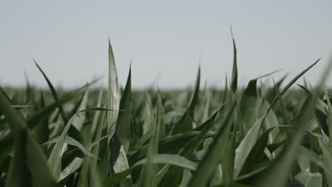 Slow-motion-shot-of-a-corn-field-with-green-stalks-of-corn-blowing-and-swaying-slowly-in-the-wind-on-a-summer-day