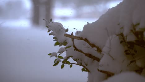 Nieve-Cayendo-Y-Rebotando-En-Un-Arbusto