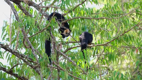 Black-Giant-Squirrel,-Ratufa-bicolor-seen-eating-fruits-within-the-foliage-with-two-hands-while-the-other-is-seen-from-its-back,-Khao-Yai-National-Park,-Thailand