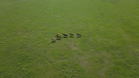 Aerial-drone-shot-of-a-herd-of-wild-horses-running-through-green-prairie-grass-in-the-flint-hills-of-Kansas