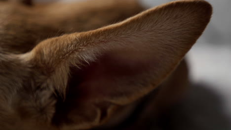Mushy-fluffy-indie-hound-doggo-ears-closeup