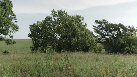 Wind-Bläst-Bäume-Und-Gras-In-Einem-Präriefeld-In-Kansas-An-Einem-Warmen-Sommertag