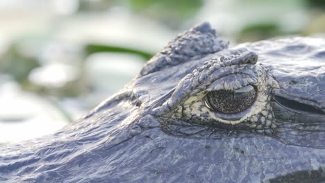 Extreme-close-up-shot-of-a-carnivore-yacare-caiman-resting-in-swampy-lake-capturing-the-details-of-its-skin-and-eye-at-ibera-wetlands,-pantanal-natural-region