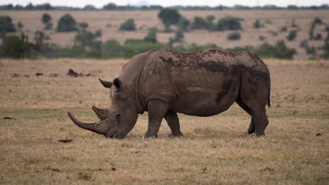 White-rhino-with-massive-horn-grazing-on-grassland,-shot-from-side