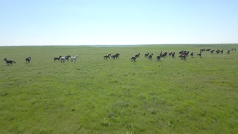Aerial-drone-shot-follows-behind-a-herd-of-wild-horses-as-they-run-through-the-green-prairie-grass-of-the-Kansas-flint-hills