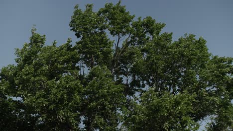 Ein-Baum-Und-Seine-Äste-Und-Blätter-Weht-An-Einem-Warmen-Sonnigen-Tag-Im-Wind-Vor-Blauem-Himmel