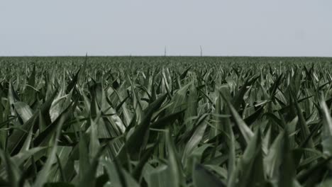 Camera-pans-across-green-stalks-of-corn-blowing-in-a-Kansas-field-on-a-hot-summer-day