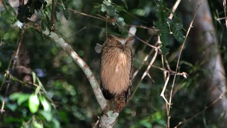 Buffy-Fish-Owl,-Ketupa-ketupu-seen-looking-down-towards-its-left-while-light-reflects-on-its-body-as-seen-deep-in-the-forest,-Khao-Yai-National-Park,-Thailand