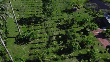 Luftaufnahme-Einer-Drachenfruchtfarm-Auf-Der-Karibischen-Insel-Trinidad