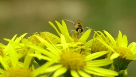 Unique-macro-shot-of-syrphid-flies-also-called-flower-flies-feed-on-daisy-nectar