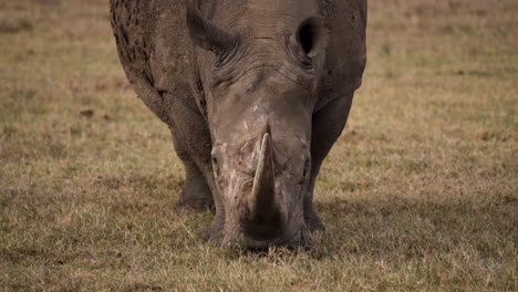Frontal-static-shot-of-herbivorous-adult-white-rhino-grazing