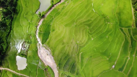 Aerial-Birds-eye-view-of-beautiful-green-terrace-fields-in-Laos