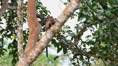Seen-hanging-on-the-trunk-of-the-tree-with-its-tail-down-while-it-bites-off-a-fruit-from-the-tree-and-chews,-Small-toothed-Palm-Civet-Arctogalidia-trivirgata,-Khao-Yai-National-Park,-Thailand