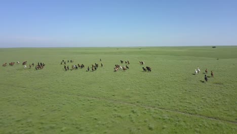 Sweeping-aerial-drone-shot-of-a-herd-of-wild-horses-running-through-the-green-prairie-grass-in-the-flint-hills-of-Kansas