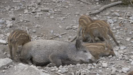 Aktive-Baby-Wildschweine-Spielen-Um-Schlafende-Mutter-Auf-Felsigem-Gelände-In-Der-Wildnis,-Nahaufnahme