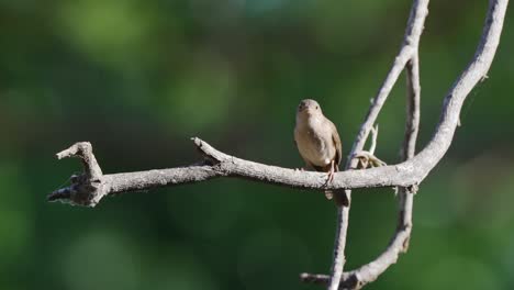 Small-songbird-house-wren,-troglodytes-aedon-perching-on-tree-branch,-chirping-and-singing-beautiful-songs-against-deep-forest-green-bokeh-background-at-ibera-wetland,-pantanal-natural-region