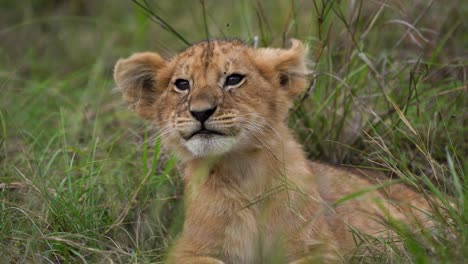 Cute-antics-of-single-lion-cub-lying-on-grass,-flicking-ears