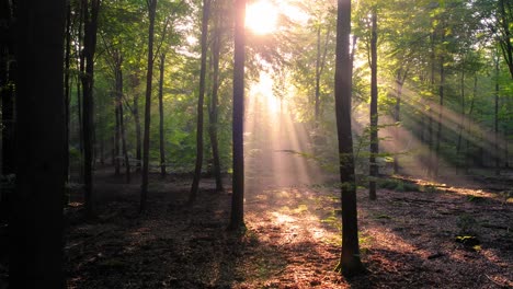 Forest-with-sunlight-shining-through-the-trees,-Veluwe,-Netherlands,-backwards