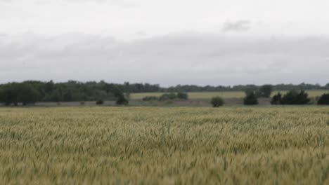 Shot-of-a-grey,-cloudy-day-with-wheat-and-grass-in-a-field-blowing-in-slow-motion-in-the-wind-with-distant-trees-in-the-foreground